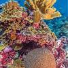 This fish is designed for beginners and a s peaceful schooling fish, it is quite fun to watch. 1