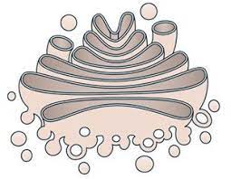 Quiz Cell Organelles And Their Functions In 2021 Organelles Cell Organelles Cell Structure