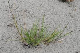 Image result for Andropogon festuciformis