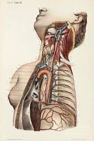 Veins and arteries of the neck 9 photos of the veins and arteries of the neck activate javascript arteries in the neck diagram, common carotid artery branches, external carotid artery function, how many carotid arteries, left common carotid artery function, the left common carotid artery supplies blood to the. Throat And Chest Anatomy Photograph By Science Photo Library