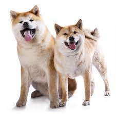 Show me the shiba inu. Unterschied Shiba Inu Und Akita Inu Grosse Gewicht Lebenserwartung