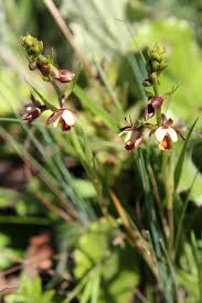 Image result for Eulophia tenella