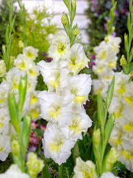 Image result for Gladiolus hollandii