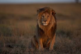 The lion (panthera leo) is a species in the family felidae and a member of the genus panthera. Where Lions Once Ruled They Are Now Quietly Disappearing