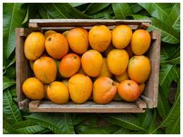 Miyazaki mango which is native to japan and known as egg of son as well, is considered most #miyazaki aka egg of the sun: Miyazaki Mango World S Most Expensive Mango That Resembles Red Dinosaur Eggs Costs A Whopping Rs 2 7 Lakhs