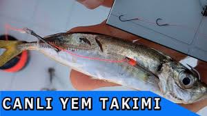 Gezer Igneli Canli Yem Olta Takimi Balik Avi Ve Teknikleri Balik Balikcilik Ordek Avi
