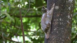 6pm score deals on fashion brands An Adult Colugo Sunda Flying Stock Footage Video 100 Royalty Free 16239385 Shutterstock