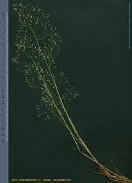 Image result for Aira caryophyllea