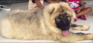Caucasian Shepherd Dog Breed Information And Pictures