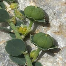 Image result for Andrachne ovalis