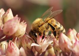 Maybe you would like to learn more about one of these? Wallpaper Flowers Summer Canada Macro Sunshine Garden Insect Wings Fuzzy Stripes Sunny Manitoba Bee Assiniboinepark Englishgardens Honeybees Thegalaxy 2060x1472 979558 Hd Wallpapers Wallhere
