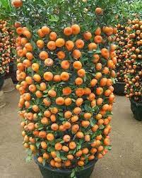 Pusat jual bibit unggul online. Pusat Distributor Grosir Eceran Jual Bibit Tanaman Buah Jeruk Santang Madu Langka Online Di Kota Kabupaten 5 Samudrabibit Com