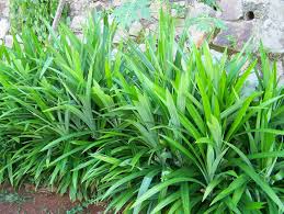 Pokok herba ini agak senang dicari kerana ia tumbuh di sekitar rumah, longkang ataupun kawasan semak samun yang terbiar. Pokok Herba Yang Sesuai Ditanam Di Sekitar Rumah Myrokan