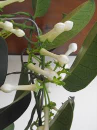 Maybe you would like to learn more about one of these? Madagascar Jasmine Stephanotis Floribunda Description And Care