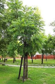 Image result for Swietenia