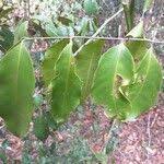 Image result for Vepris sansibarensis