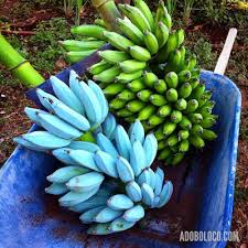 Shelter From The Storm Great Blue Bananas And Red Ones And Green Ones And Yellow Ones Piante Di Banane Piantare Alberi Gelato Alla Vaniglia