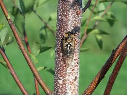 Most common tree victims of japanese beetles: Cicada On A Cherry Tree Cherry Tree Cicada Lizard