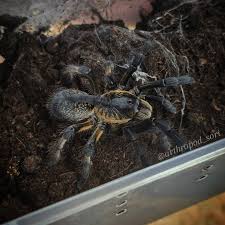 Image result for Strychnos mellodora