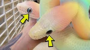 A black ball python possess a dominant gene that is typically inherited by half of their offspring. My White Rainbow Snakes Have Two Different Colored Eyes Brian Barczyk Youtube