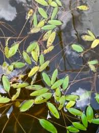 Mechanical weed control is a physical activity that inhibits unwanted plant growth. How To Control American Pondweed Aquaplant Management Of Pond Plants Algae