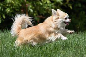 Chihuahuas remained a rarity until the early 20th century and the american kennel club. Chihuahua Alle Infos Im Rasseportrat Herz Fuer Tiere De