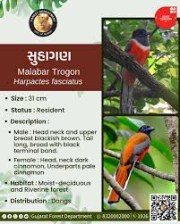 Image result for Anticharis senegalensis