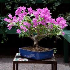 Image result for Bougainvillea