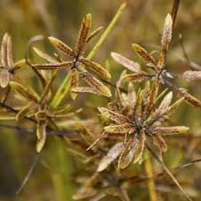 Image result for Pycreus flavidus