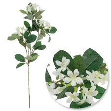 Image result for Stephanotis