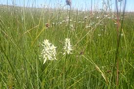 Image result for Satyrium trinerve