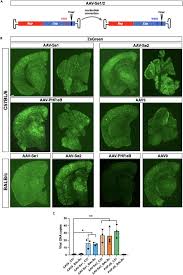 Image result for Dark Hunter Green 1998 AAV
