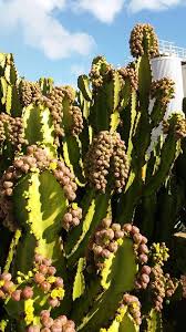 Euphorbia Ingens Succulents Euphorbia Plants