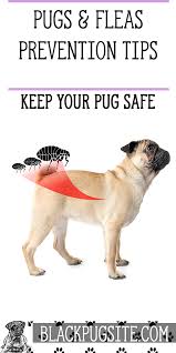 Best Flea And Tick Prevention For Your Pug Keep Your Pet Safe And Avoid Having To Deal With Pugs Fleas Black Pug Puppies
