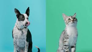 Contact the centre where the animal is located to learn more about the animal you are interested in adopting. Spca Homepage Spca Of Northern Nevada