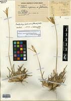 Image result for Eustachys paspaloides