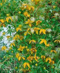 Gruppe 3 clematis, clematis orientalis, clematis tangutica, clematis tibetana, clematis serratifolia ( clematis ). Clematis Orientalis Var Orientalis Mediendatenbank
