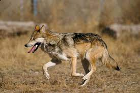 We receive hundreds of requests daily from pet owners needing help, and we typically have a wait list for assistance. The Pet Fund Thepetfund Twitter
