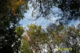 The Woods Of Atlanta Outdoor Clouds Wood