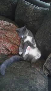We are a 501(c)3 rescue and operate with donations and our own funds. 140 Reunited Ideas Cats Animals Rescue Dogs