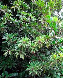 Image result for Manilkara