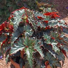 Image result for Begonia