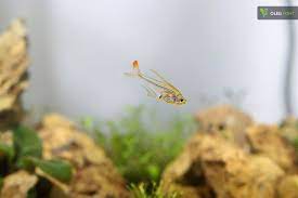 Diese.hübschen kleinen fischlein aus peru mögen es warm und bevorzugen weiches wasser. Trochilocharax Ornatus Kolibrisalmler Planted Aquarium Nature Tank Aquascape