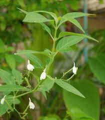 Image result for Rhinacanthus submontanus