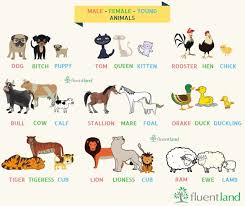 Animals Families 3 Baby Animal Names Baby Animals Animals