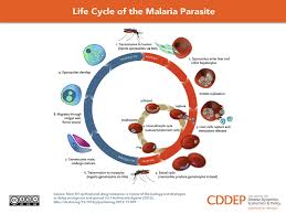 Malaria transmission and life cycle. Life Cycle Of The Malaria Parasite Center For Disease Dynamics Economics Policy Cddep