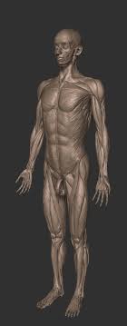 Full Anatomy Model Free Download Zbrushtuts Man Anatomy Anatomy 3d Anatomy