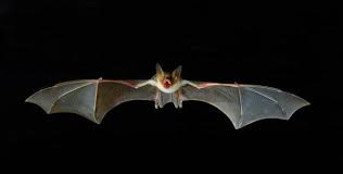 Risultati immagini per pipistrello