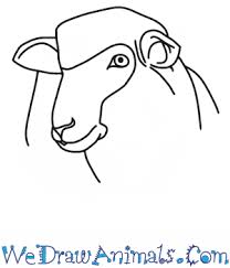 How To Draw A Sheep Head Perfect for chinese new year, valentine's day, wedding favors, birthday parties & much luckily, origami fortune cookies are really quite easy to make. how to draw a sheep head