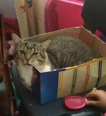 Tasmania's department of primary industries, parks, water and environment (dpipwe) recently released a the thylacine, a marsupial that looked like a cross between a wolf, a fox, and a large cat. Missing Cat Tasmanian Lost Pet Register Tlpr Facebook